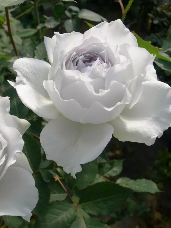 白 玫 瑰