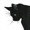 黑猫不白。