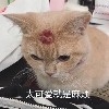 扶不起的废阿猫